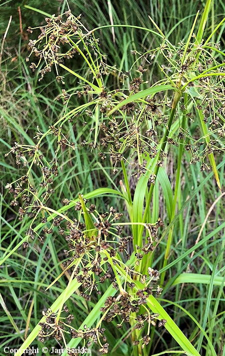 Scirpus sylvaticus, korpikaisla